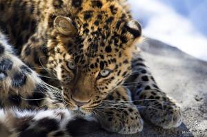 Leopard Eyes_AOndricek